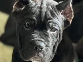 Cane Corso dogs Cane Corso Puppy 6 Piper - Ad 4