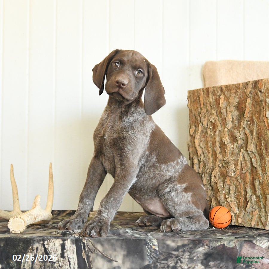 German Shorthaired Pointer dogs Diamond - Ad 1