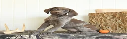 German Shorthaired Pointer dogs for sale: Diamond - Ad 1