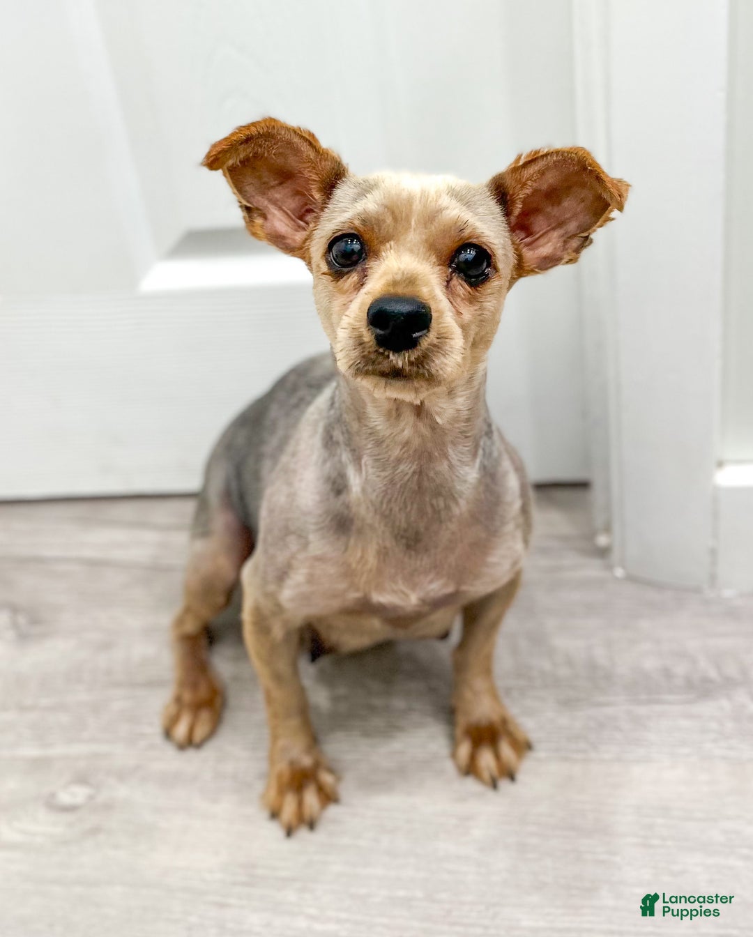 Yorkiepoo dogs for sale: Riley - Ad 7