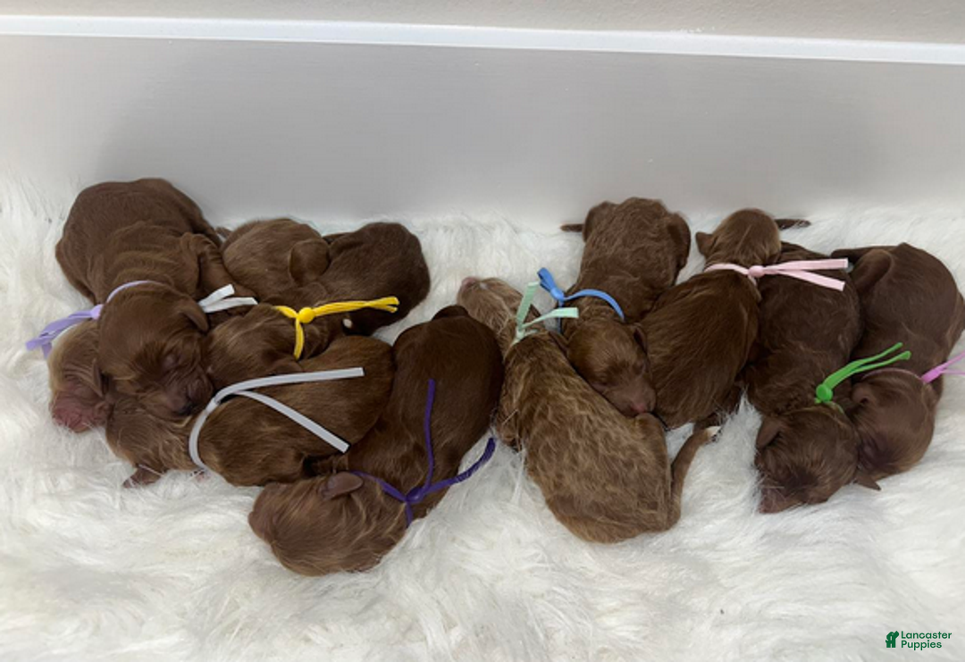 Goldendoodle dogs for sale: Girl 6 - Ad 1