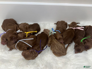 Goldendoodle dogs Girl 6 - Ad 1