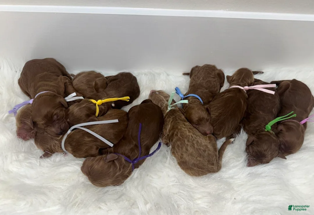 Goldendoodle dogs for sale: Girl 6 - Ad 1