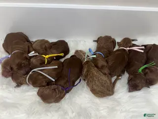 Goldendoodle dogs Girl 6 - Ad 9