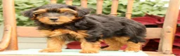 Morkie dogs for sale: Debora - Ad 8
