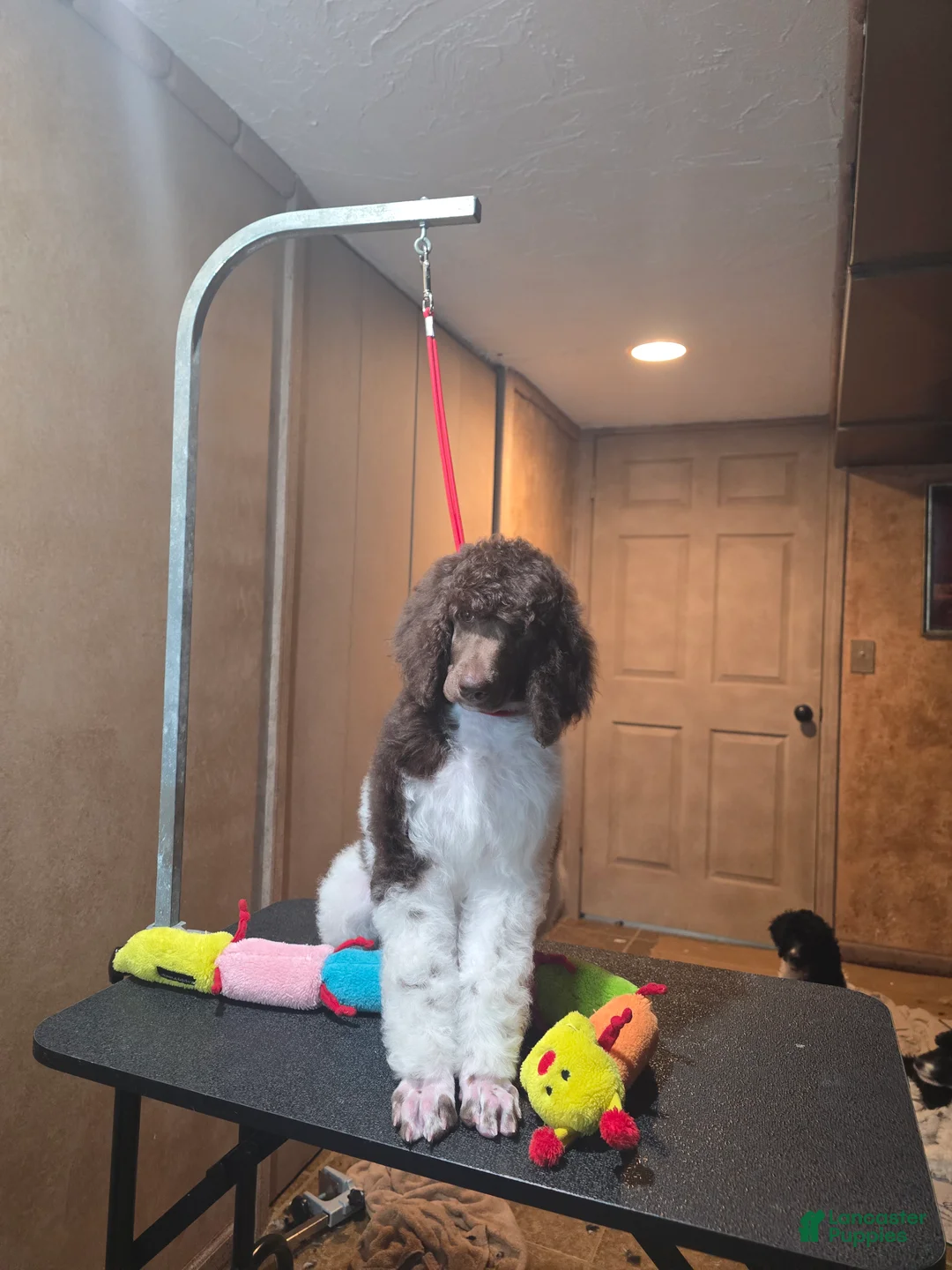 Standard Poodle dogs for sale: Cleopatra - Ad 2