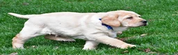 Labrador Retriever dogs for sale: Blaze - Ad 4
