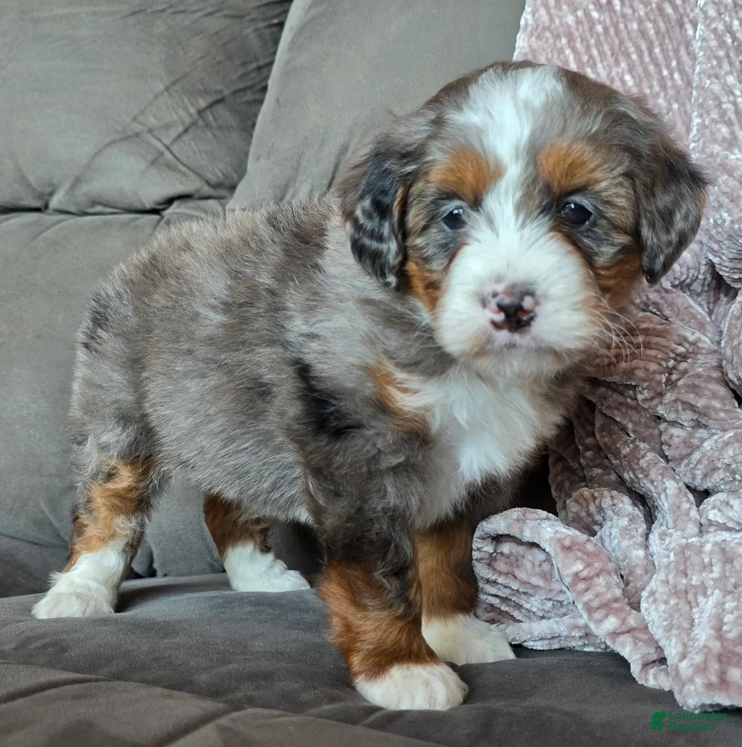 Mini Bernedoodle dogs for sale: Mini Sophie - Ad 9