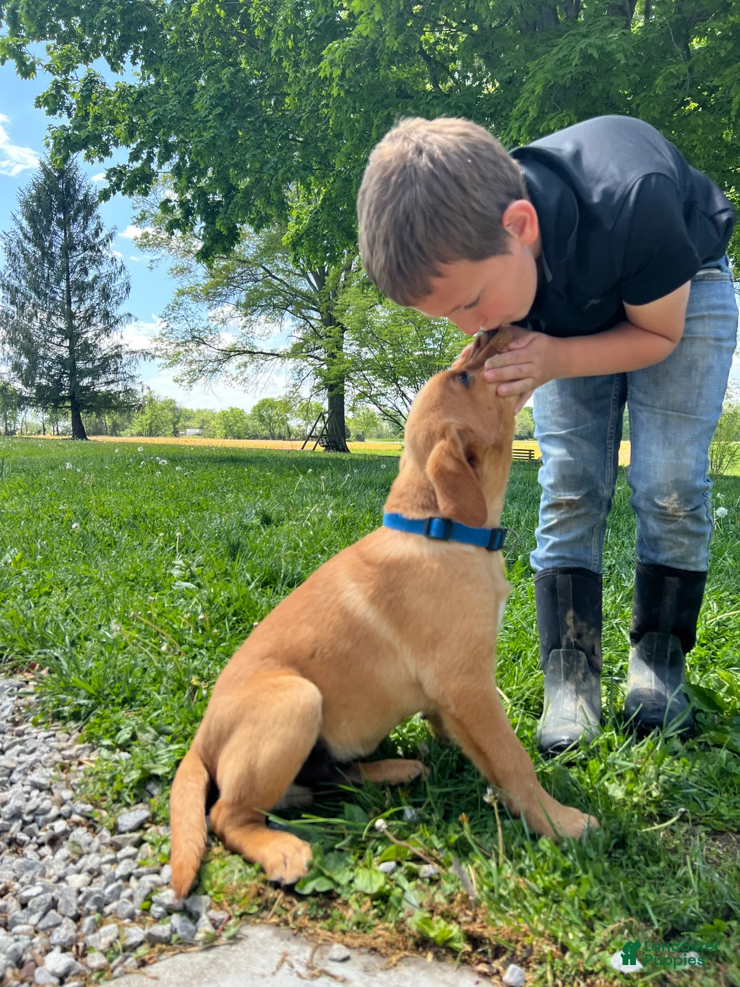 Labrador Retriever dogs for sale: Max - Ad 2