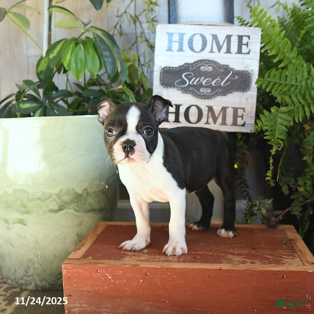 Boston Terrier dogs for sale: Luna   - Ad 3
