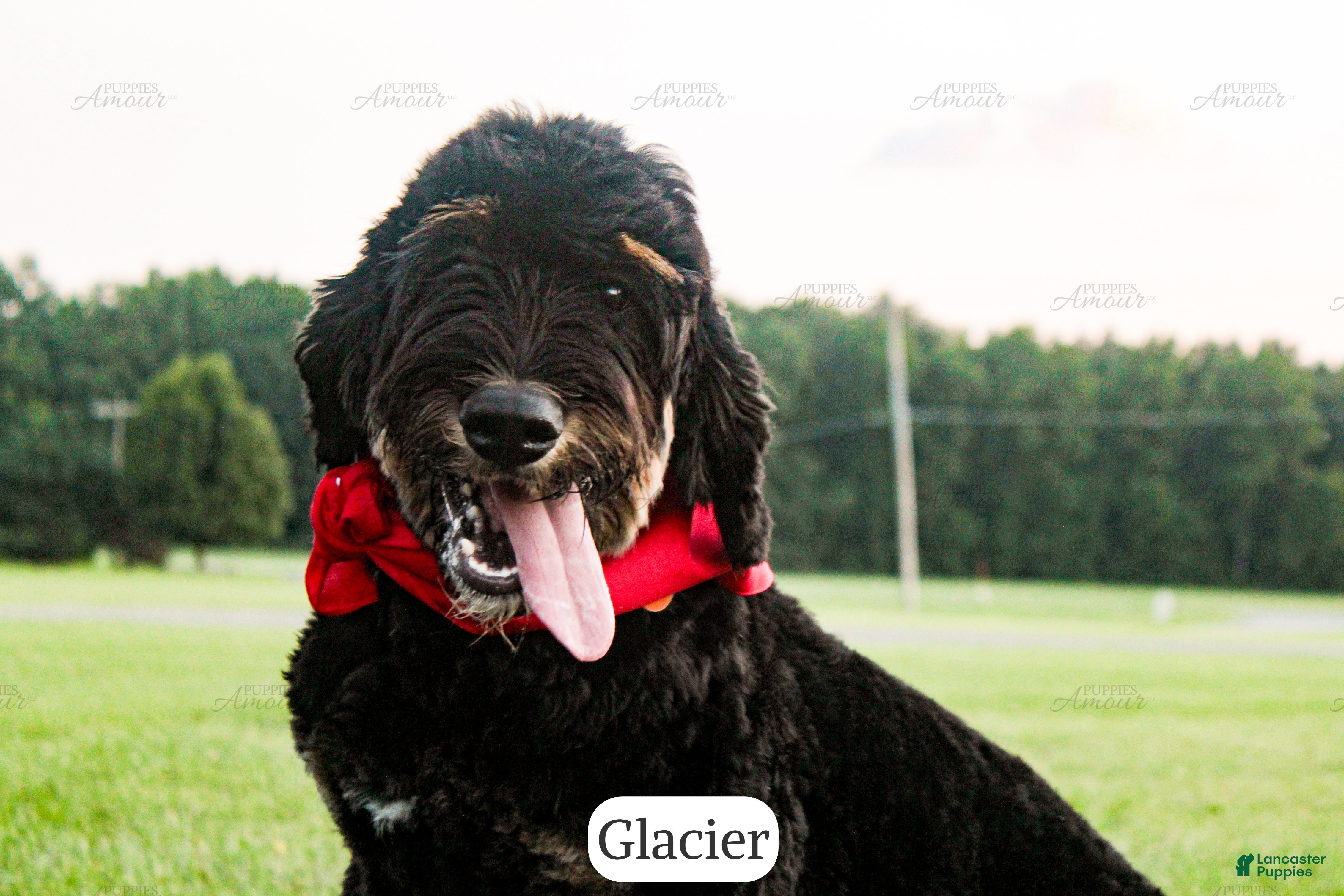Bernedoodle dogs Glacier - Ad 1