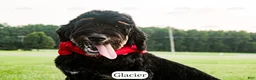 Bernedoodle dogs for sale: Glacier - Ad 1