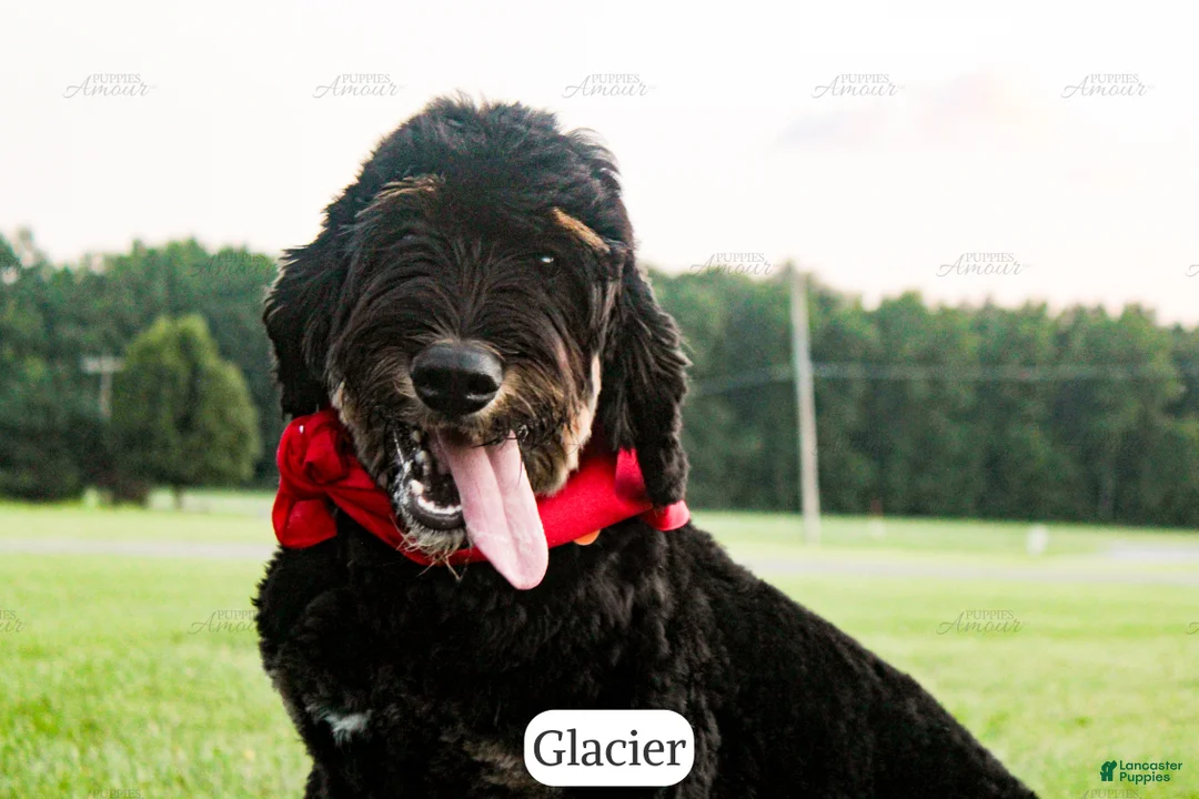 Bernedoodle dogs for sale: Glacier - Ad 1
