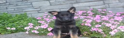 German Shepherd dogs for sale: Buddy  - Ad 3
