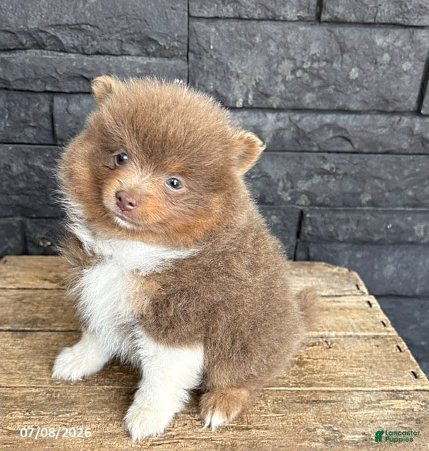 Pomeranian dogs Felix - Ad 2