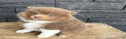 Pomeranian dogs for sale: Felix - Ad 2