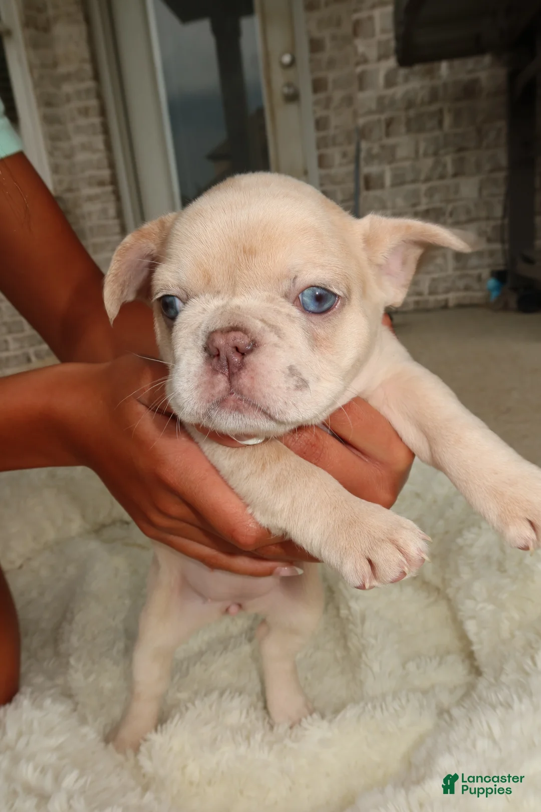 French Bulldog dogs for sale: Coco - Ad 2