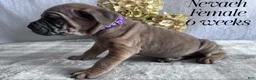 Cane Corso dogs for sale: Nikki - Ad 97