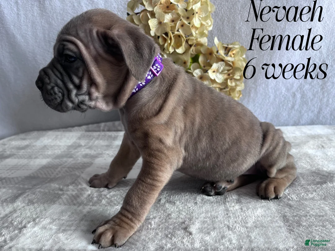 Cane Corso dogs for sale: Nikki - Ad 97
