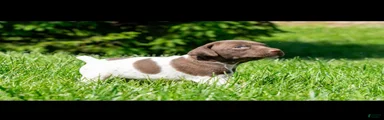 German Shorthaired Pointer 2