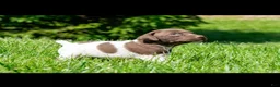 German Shorthaired Pointer dogs for sale: German Shorthaired Pointer 2 - Ad 1