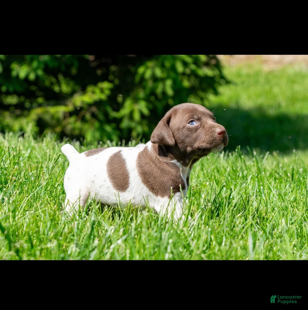 German Shorthaired Pointer dogs for sale: German Shorthaired Pointer 2 - Ad 1