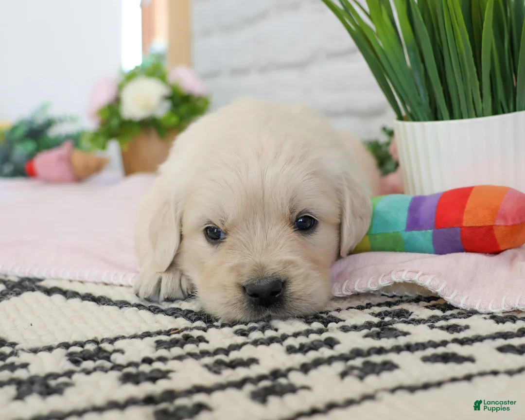 Golden Retriever dogs for sale: Arizona  - Ad 1