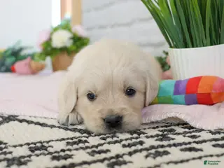 Golden Retriever dogs Arizona - Ad 39