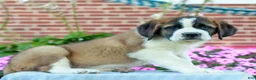 Saint Bernard dogs for sale: Elka  - Ad 3
