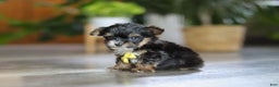 Yorkiepoo dogs for sale: Drakkar - Ad 5