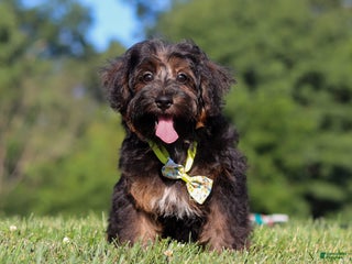 Yorkiepoo dogs - Ad 19