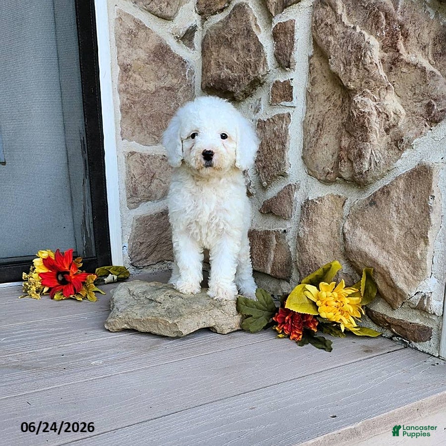 Mini Goldendoodle dogs Ruth - Ad 1