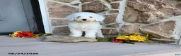Mini Goldendoodle dogs for sale: Ruth - Ad 1