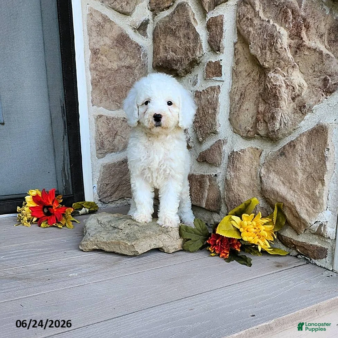 Mini Goldendoodle dogs for sale: Ruth - Ad 1