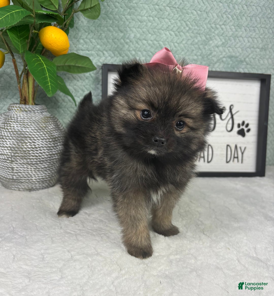 Pomeranian dogs for sale: Poppy - Ad 2