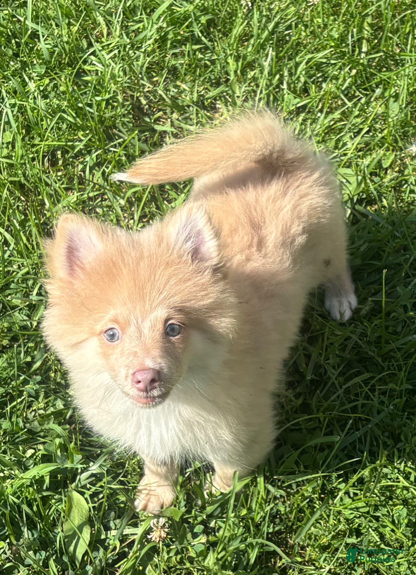 Pomeranian dogs Pomeranian 1 - Ad 2