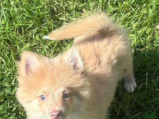 Pomeranian dogs for sale: Pomeranian 1 - Ad 2