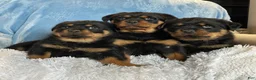Rottweiler dogs for sale: Chase - Ad 12