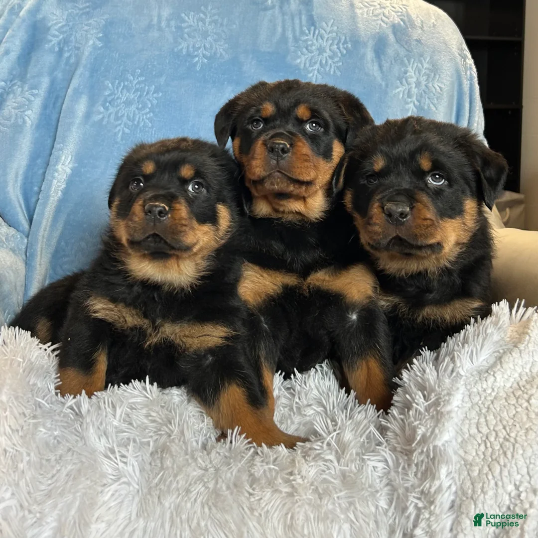 Rottweiler dogs for sale: Chase - Ad 12