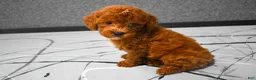Miniature Poodle dogs for sale:  Lenny🐾 - Ad 10