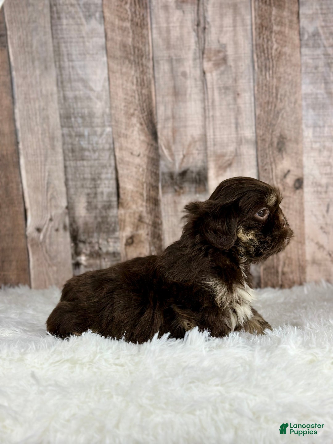 Shih Tzu dogs for sale: Boy Kobe - 8933 - Ad 3
