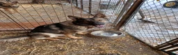 German Shepherd dogs for sale: German Shepherd 1 - Ad 2