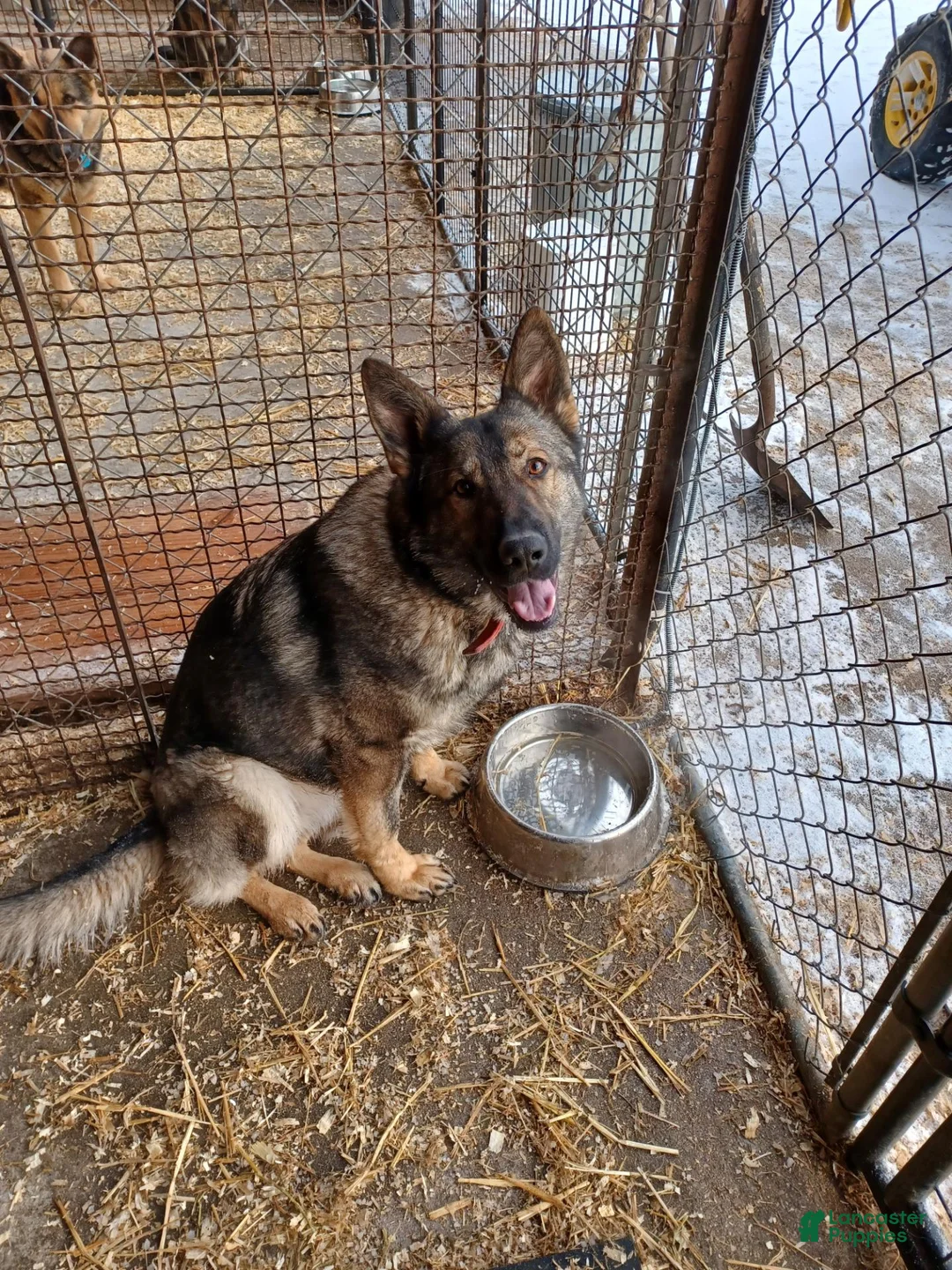 German Shepherd dogs for sale: German Shepherd 1 - Ad 2