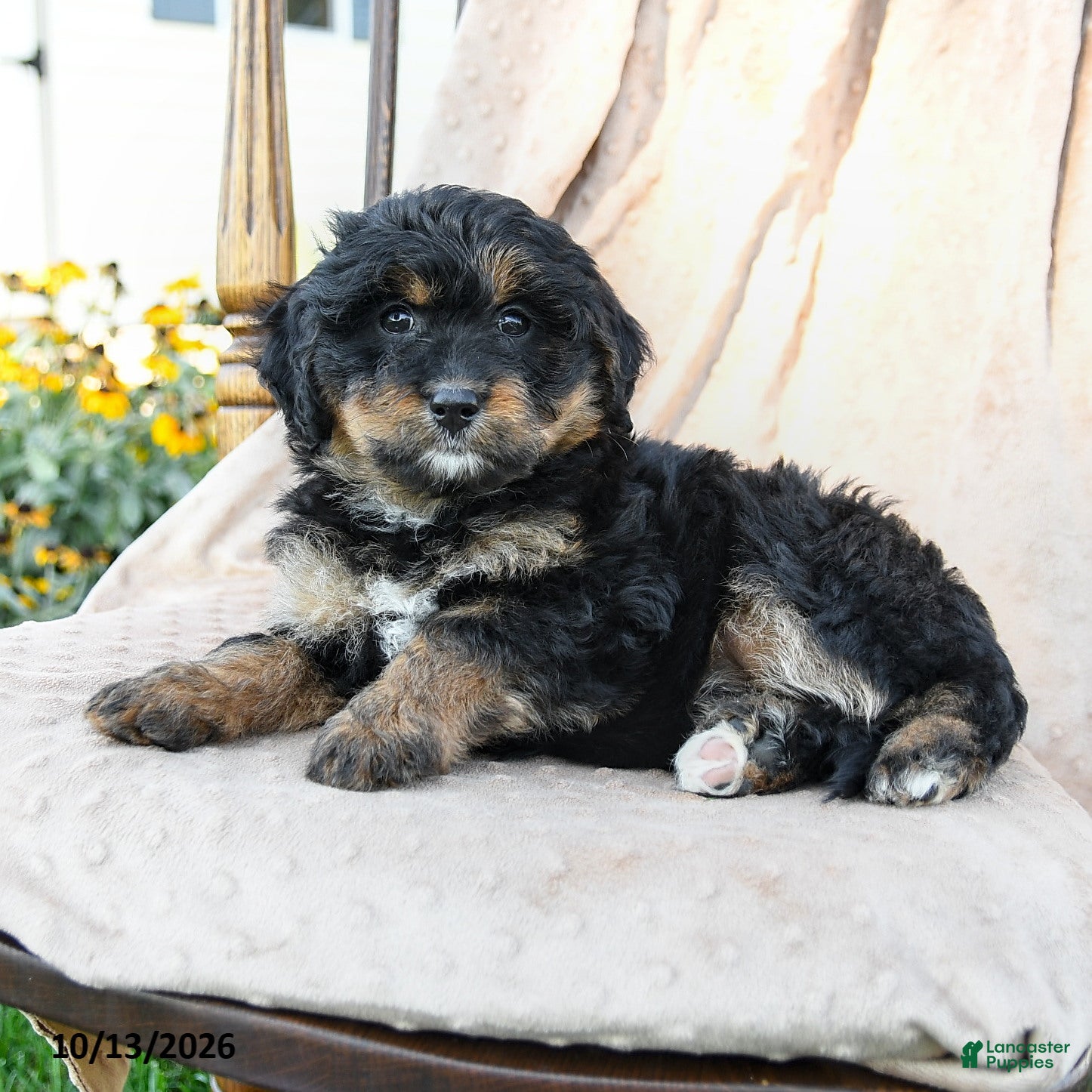 Mini Bernedoodle dogs for sale: Paisley - Ad 1