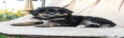 Mini Bernedoodle dogs for sale: Paisley - Ad 4