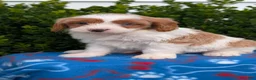 Cavapoo dogs for sale: Namor - Ad 8