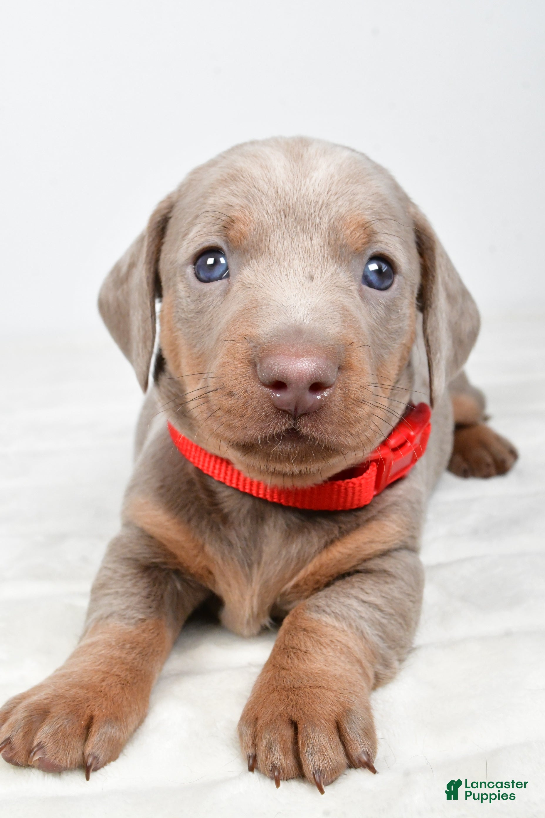 Miniature Dachshund dogs Austin - Ad 2