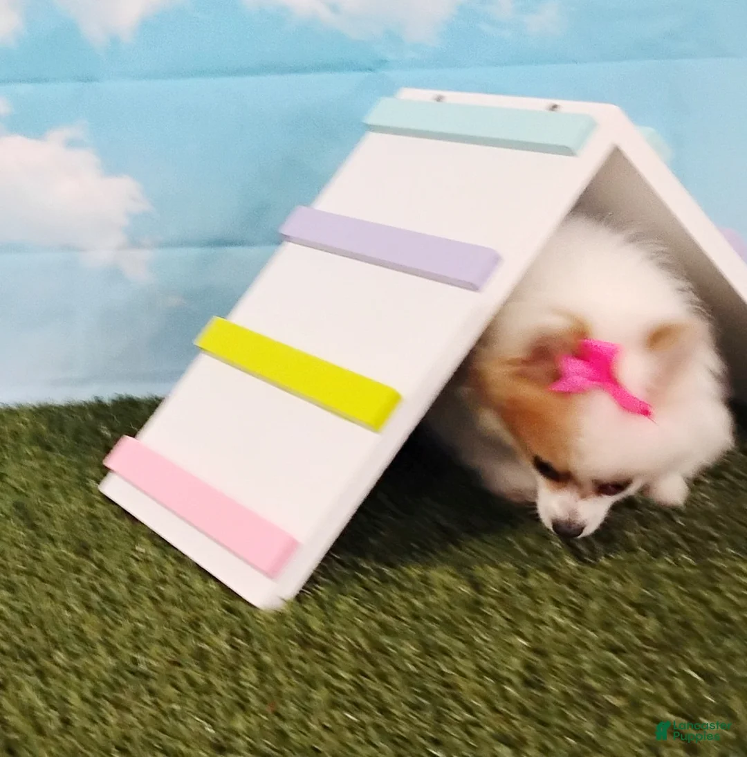 Pomeranian dogs for sale: Sunny - Ad 7