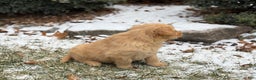 Golden Retriever dogs for sale: Sonic - Ad 8