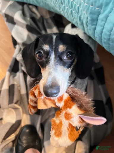 Gallery Image {{count}}